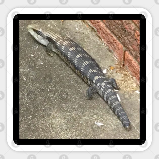 Australian Blue Tongue Lizard ! Sticker by Mickangelhere1